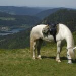 vosges authentique 3